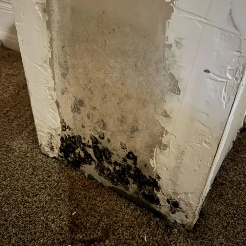 Professional Mold Removal in Lake County, CO